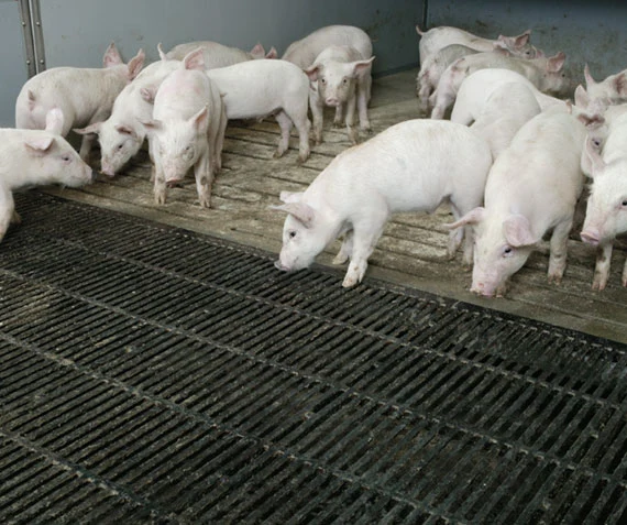 Pig Floor or Slat with Plastic for Pig Made in China