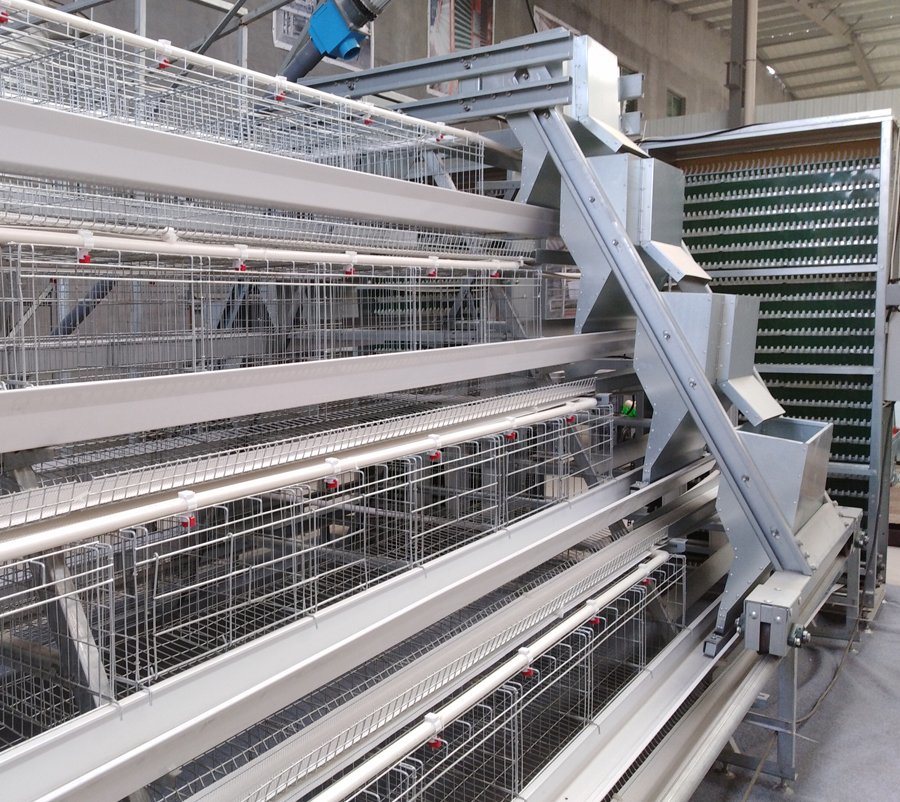 A Type Layer Chicken Cage With Automatic Feeding System