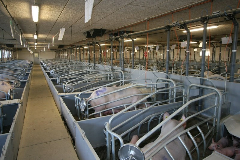 Pig Farming Equipment Farrowing Crate