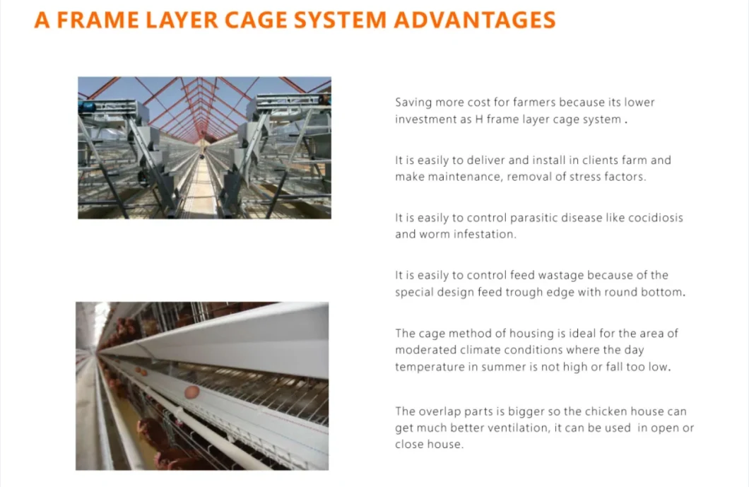 a Type Chicken Cage with Fully Automatic Egg Collection Equipment