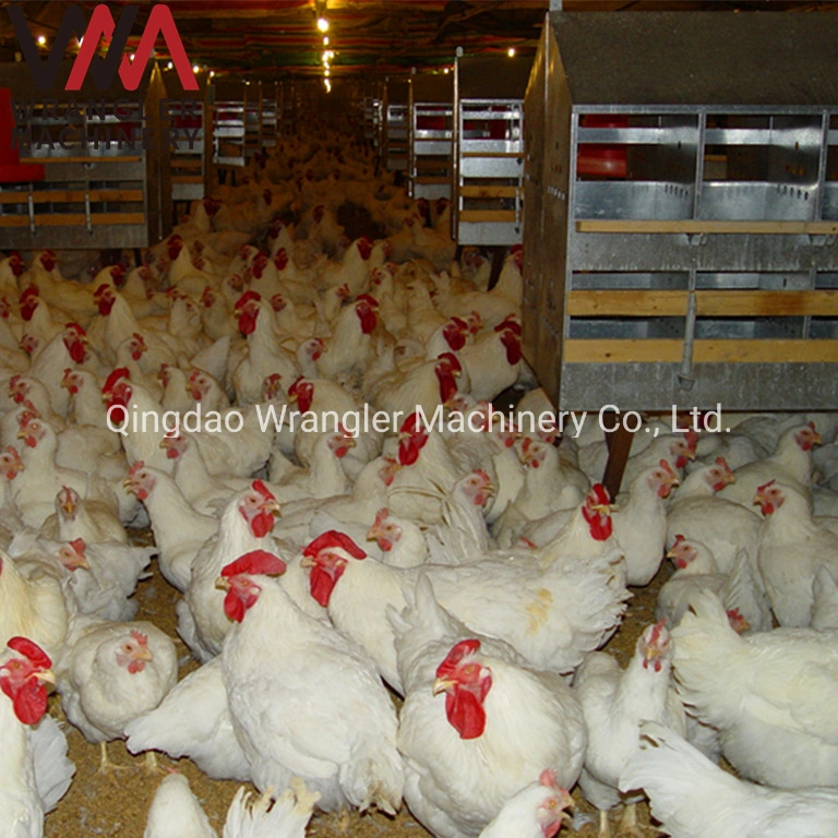 Poultry Layer Farm Chicken House 24 Hole Egg Nest Box/ Egg Collection Box