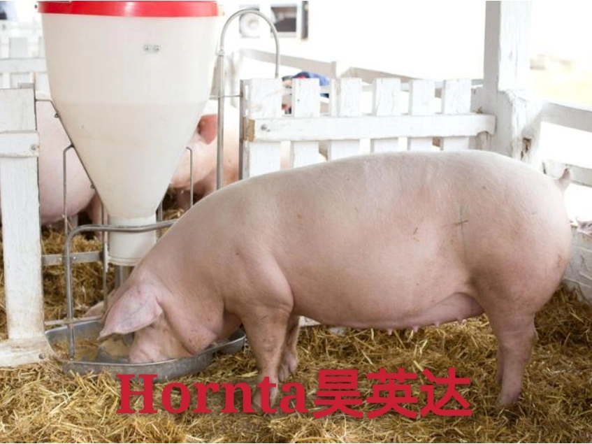 Animal Equipment Plastic Pig Feeder Wet and Dry Feeder Trough