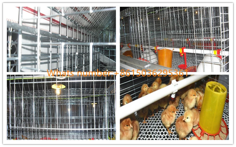 Automatic a Type Pullet Cage/Battery Layer Cage/Poultry Chicken Cage