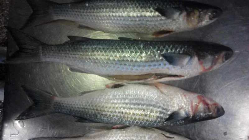 Frozen Grey Mullet Fish Whole Round