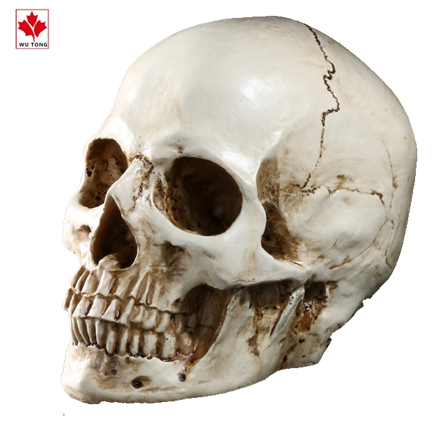 Life-Size 1: 1 Human Skull Replica Resin Model Figurines Anatomical Medical Human Skull