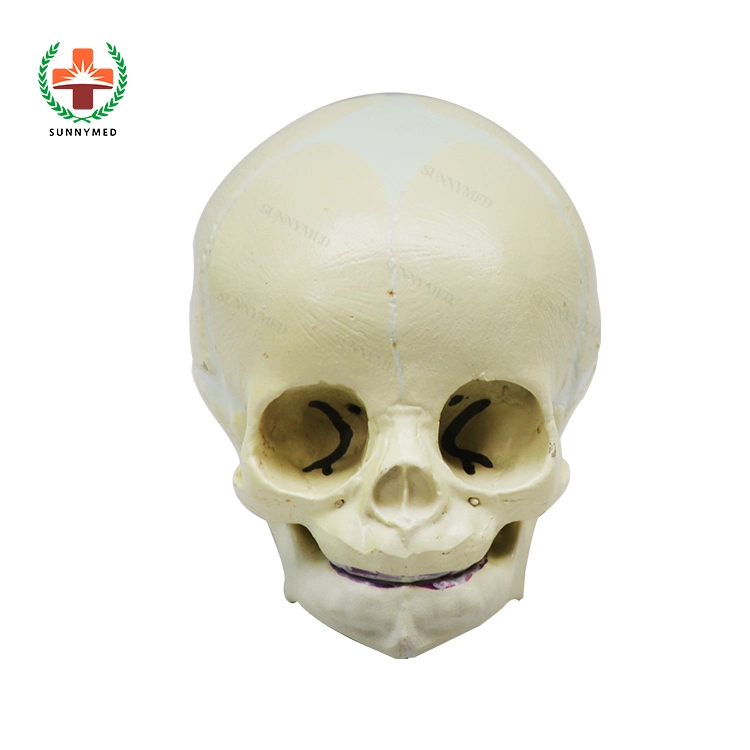 Sy-N01601 Teaching Human Anatomical Skull Model Fetal Skull Baby Skull