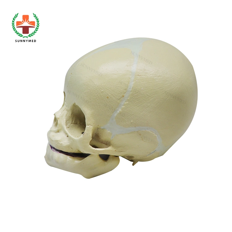 Sy-N01601 Teaching Human Anatomical Skull Model Fetal Skull Baby Skull