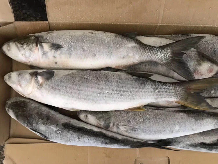 Sea Caught Whole Round Frozen Grey Mullet