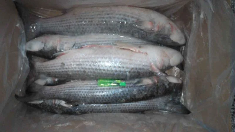 Frozen Grey Mullet Fish Whole Round