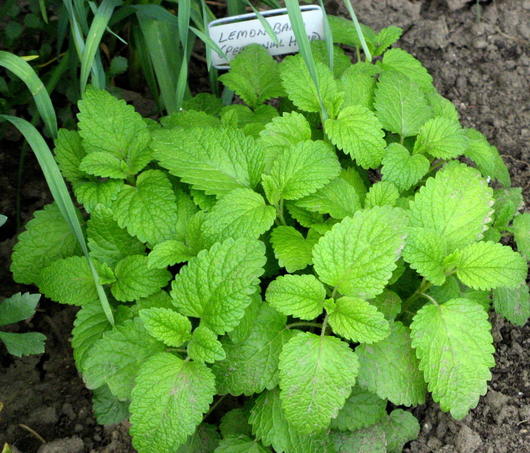 Lemon Balm Extract for Woman Health to Clam Down Your Pet Melissa Extract Antioxidant