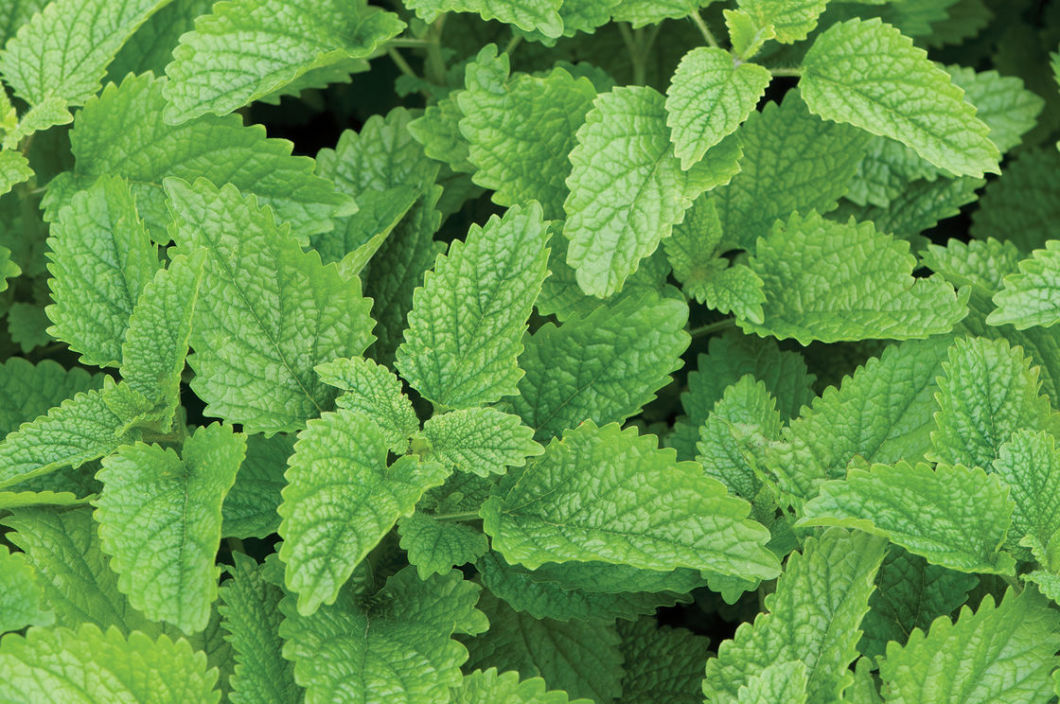 Lemon Balm Extract for Woman Health to Clam Down Your Pet Melissa Extract Antioxidant