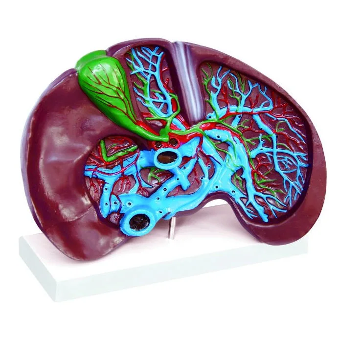Plastic Liver and Gallbladder Pancreas Stomach Duodenum Model