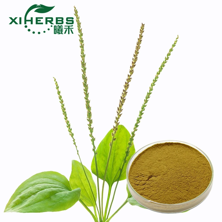 High Quality Plantago Asiatica Extract/Plantain Herb Seed Extract 10: 1 Plantain Extract