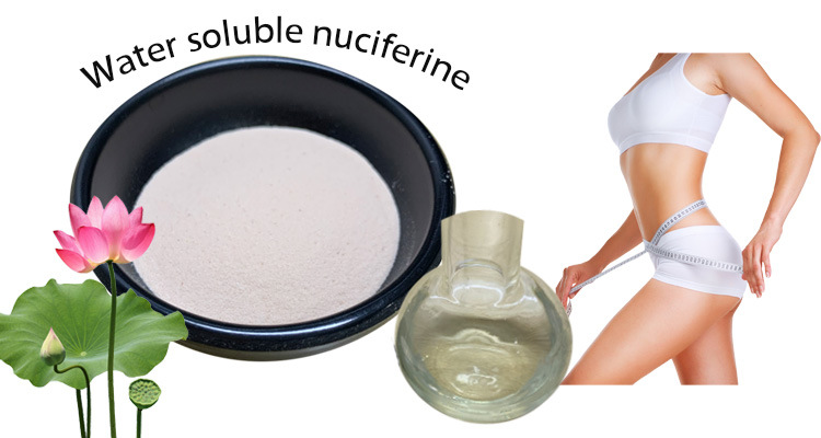 100% Natural Plant Extract Water-Soluble Lotus Leaf Extract 5% Nuciferine for Lose Weight
