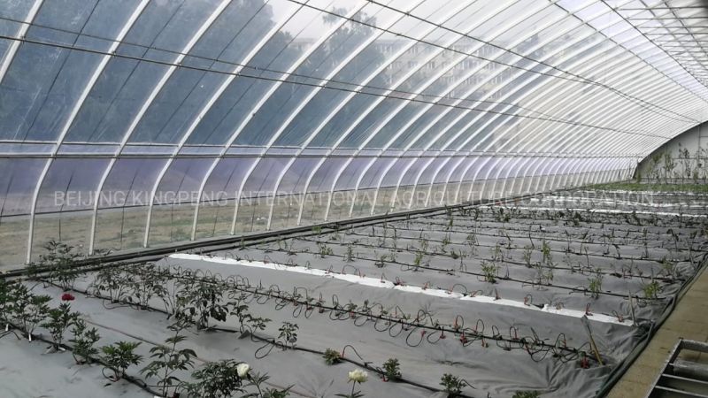 Agriculture/Vegetable Solar Film Greenhouse with Hydroponics/Aquaponic/Automatic Climate Control for Tomato/Flower/Strawberry/Farm/Cucumber/Lean to Greenhouse