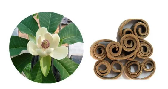 Plant Extract Magnolia Bark Extract Active Ingredients Magnolol Strong Antioxidants