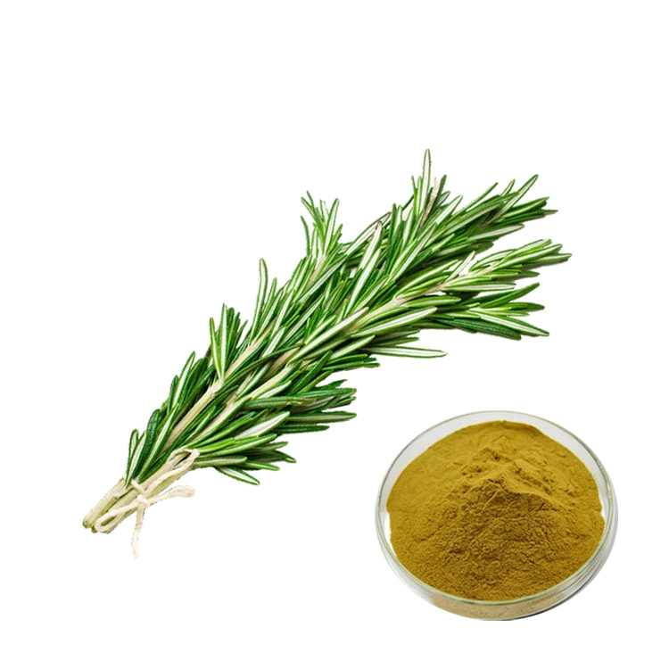 Wholesale Dried Fresh Organic Rosemary Leaves Seed Herb Plant Extract Powder Rosemary