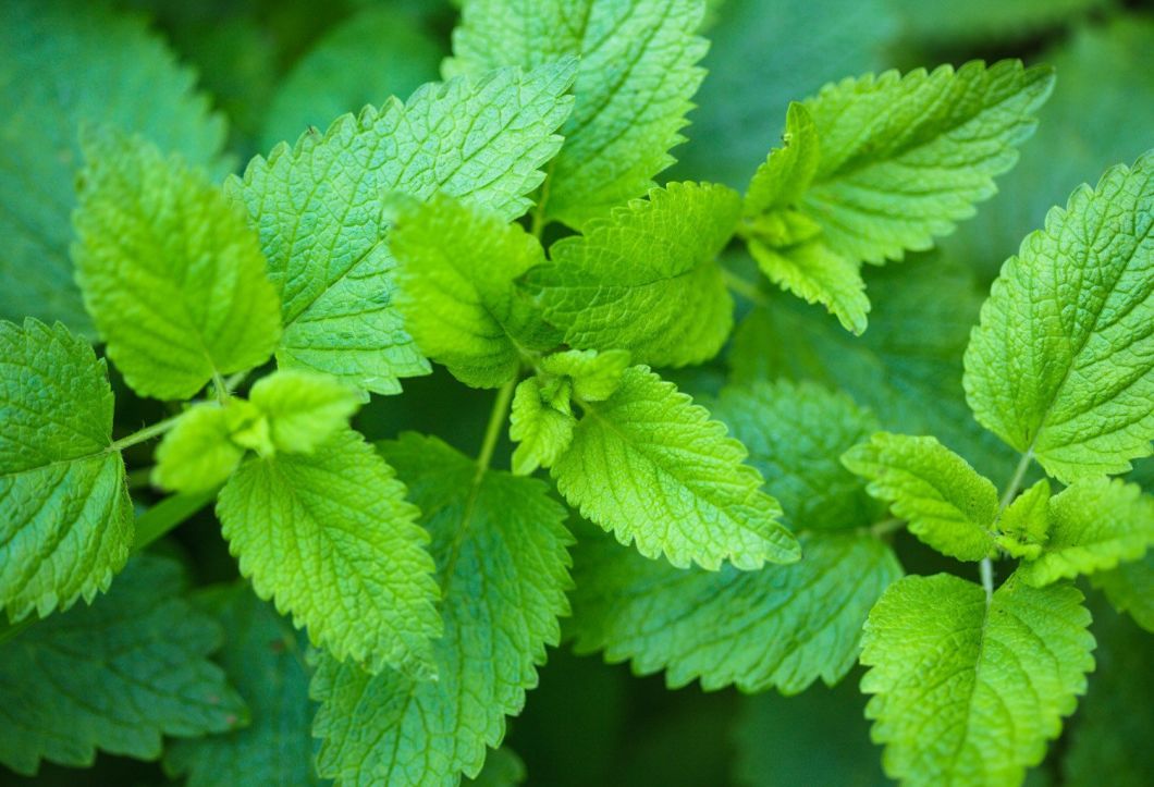 Lemon Balm Extract for Woman Health to Clam Down Your Pet Melissa Extract Antioxidant