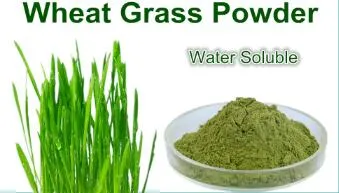 Wheat Grass Extract, Wheat Grass Extract Powder, Wheat Grass Extract