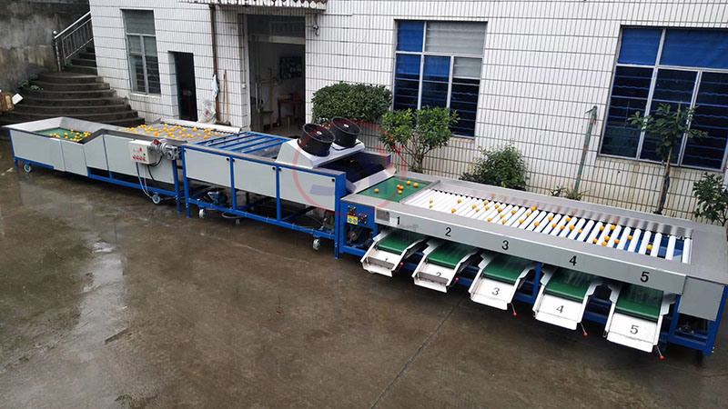 High Efficiency Multistage Mango Weight Grading Machine Vegetable Kiwi Fruit Sorting