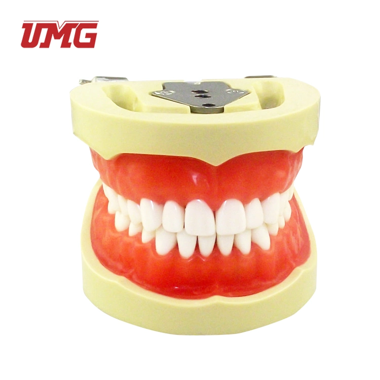 Standard Tooth Model (softgum 32 teeth) /Dental Model Teeth Model/Good Quality