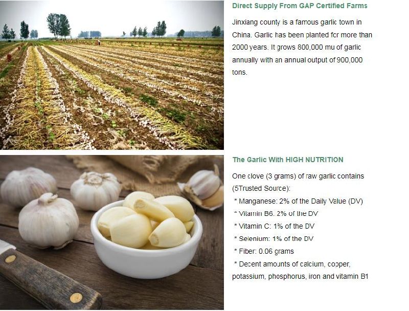 2020-2021 Fresh White Garlic Hot -Sale in China