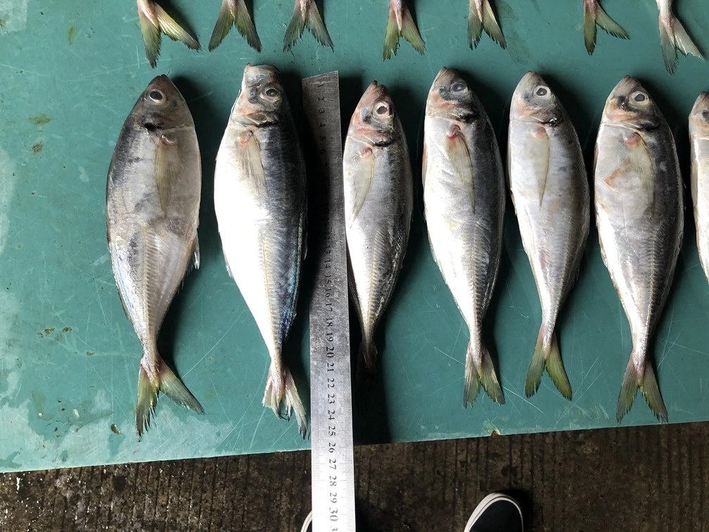 Hot Sale Fresh Seafoods and Frozen Food Horse Mackerel Canned Horse Mackerel Fish