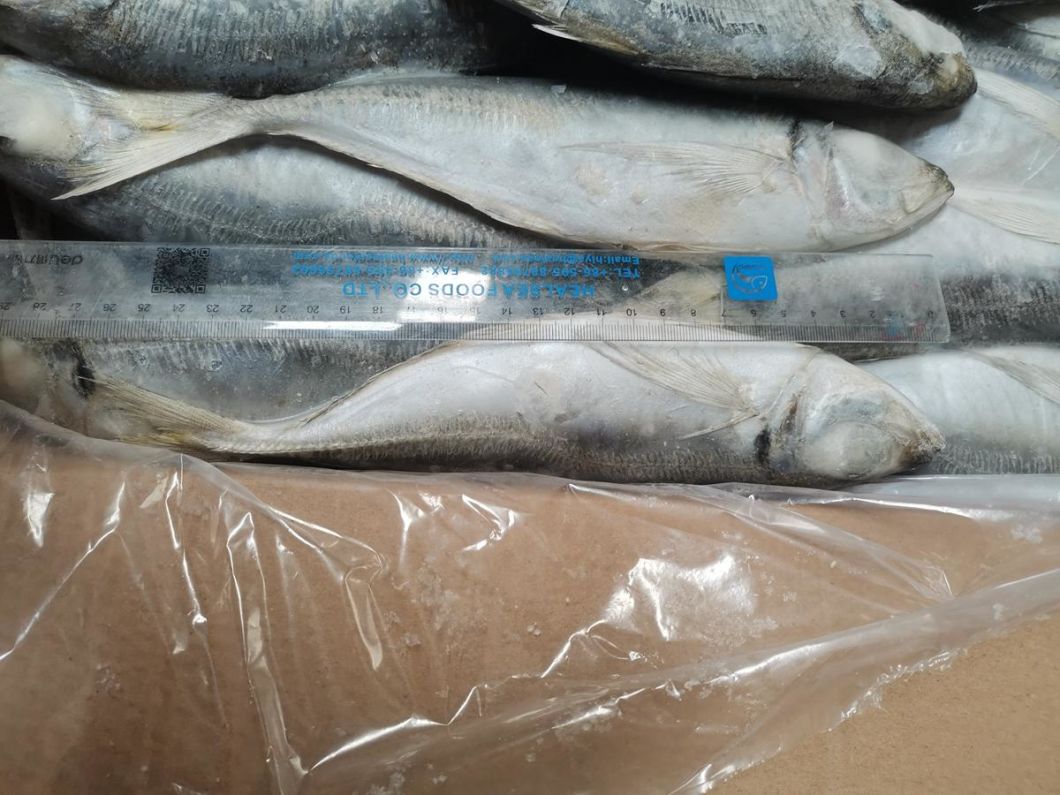Supplier Importers Frozen Fish Prices Whole Frozen Horse Mackerel Namibia Horse Mackerel