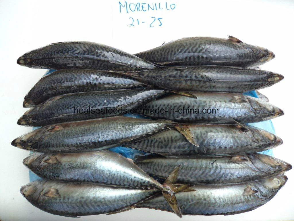 Chinese Factory Frozen Pacific Mackerel Fish Price