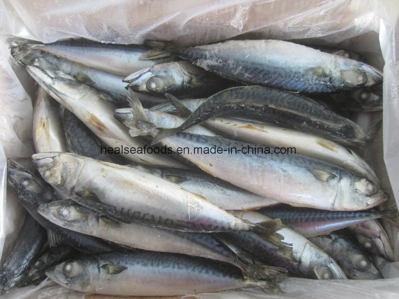 Chinese Sea Frozen Pacific Mackerel Fish Price
