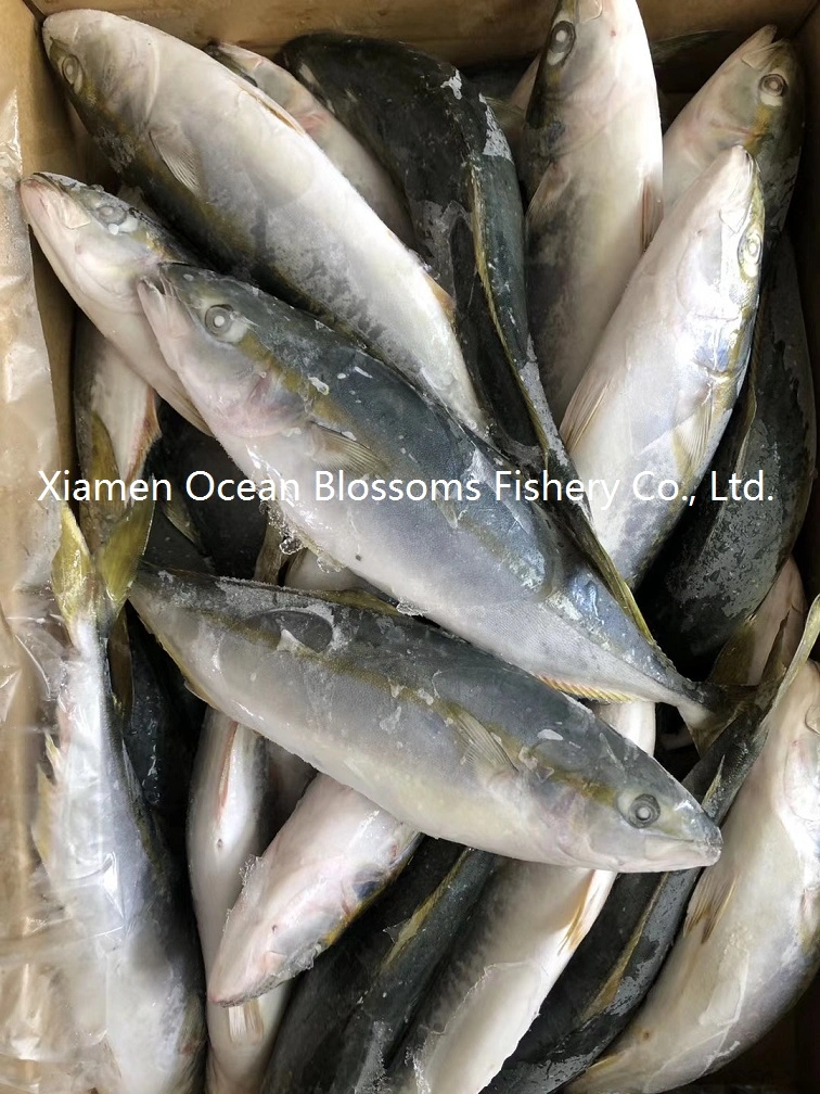 Frozen Yellow Tail Seafood Producer Wholesale