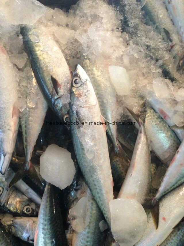 Chinese Frozen Pacific Mackerel Fish Frozen