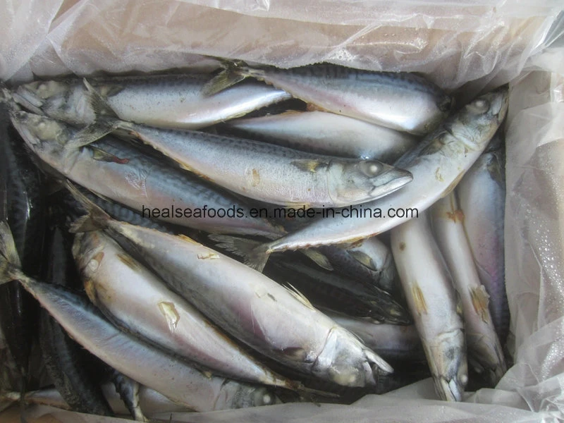 Chinese Sea Frozen Pacific Mackerel Fish Price