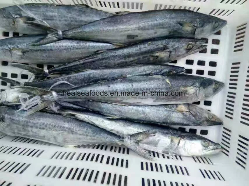 400-600g Sea Frozen Spanish Mackerel Fish with Best Price