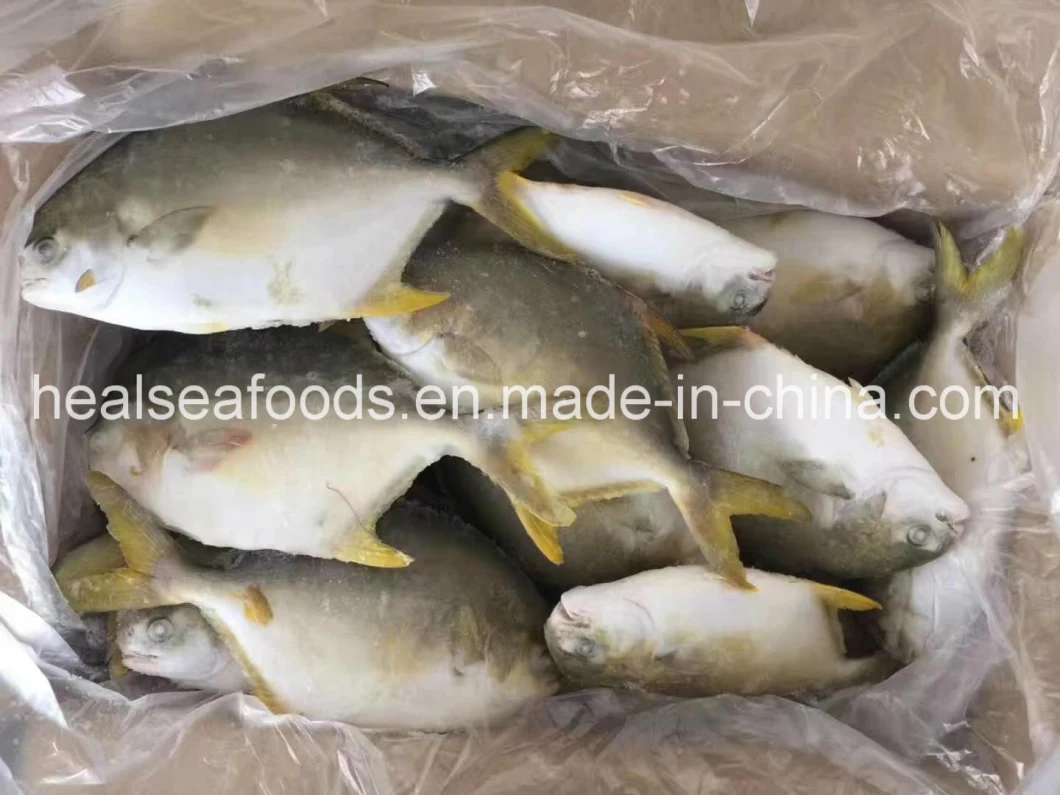 Good Quality Frozen Seafood Frozen Golden Pomfret Frozen Golden Pompano Fish