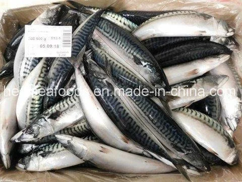Frozen Whole Round Altantic Mackerel Size 300-500g