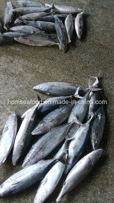 Whole Round IQF Frozen Seafood Bonito Fish (Sarda Orientalis)