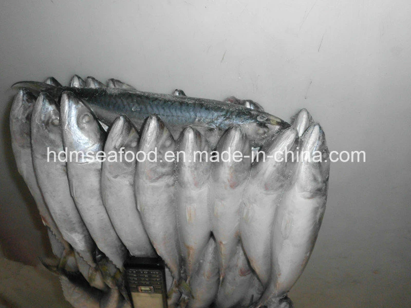 Whole Round Frozen Seafood Fish Frozen Mackerel for Market (Scomber japonicus)