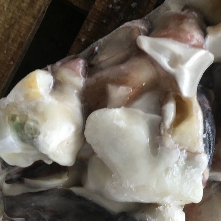 Frozen Peru Giant Squid Neck for Market
