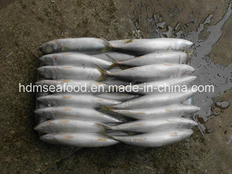 Frozen Mackerel Fish Whole Round Frozen Seafood for Sale (Scomber japonicus)