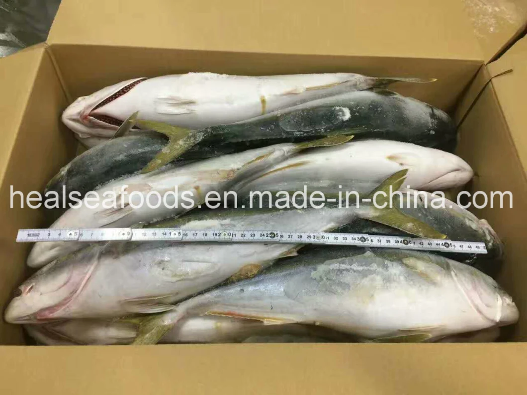 New Stock Frozen Yellow Tail Fish Origin in Japan
