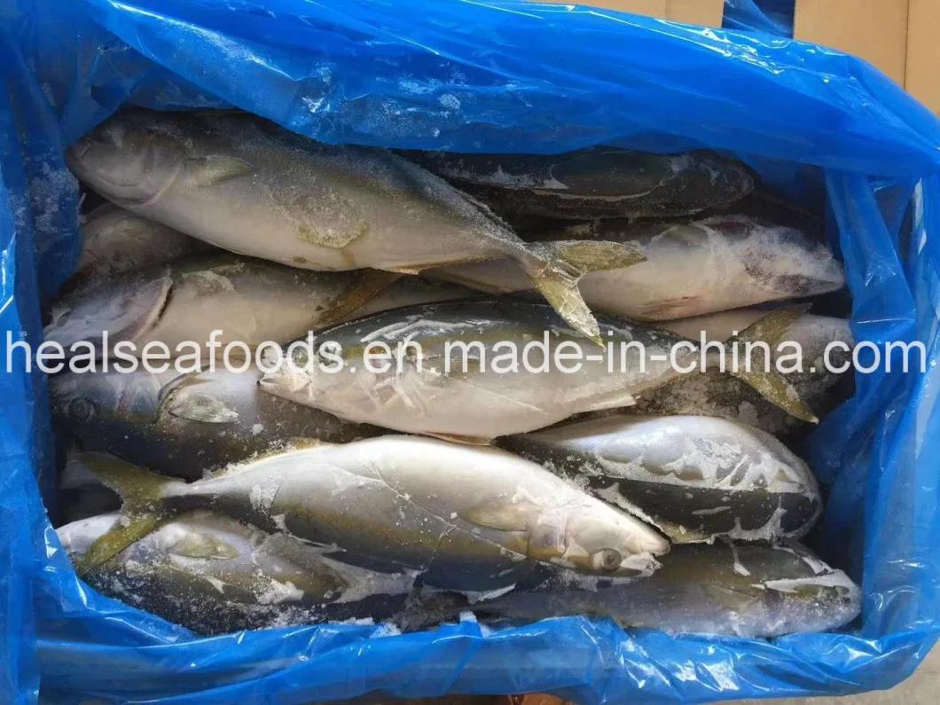Seafood Frozen Yellow Tail 500-1000g on Sale
