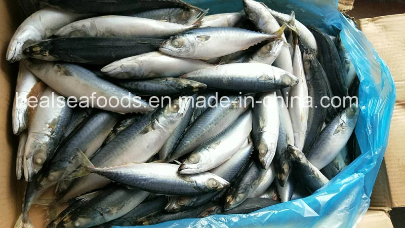 Frozen Pacific Mackerel Fish for Bait 80-100g