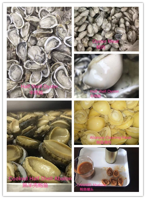 Frozen Boiled Abalone Meat Well Price in Fram