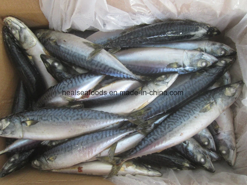 150-200g Frozen Pacific Mackerel Fish Price