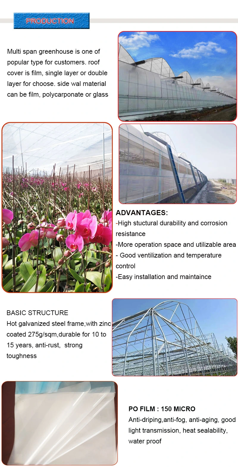 Agriculture Plastic Double Window Roof Covering Film Side Polycarbonate Greenhouse for Vegetable