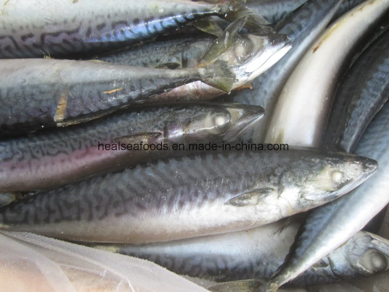 Frozen Fish--Mackerel Fish (6-8PCS/kg) Pacific Mackerel