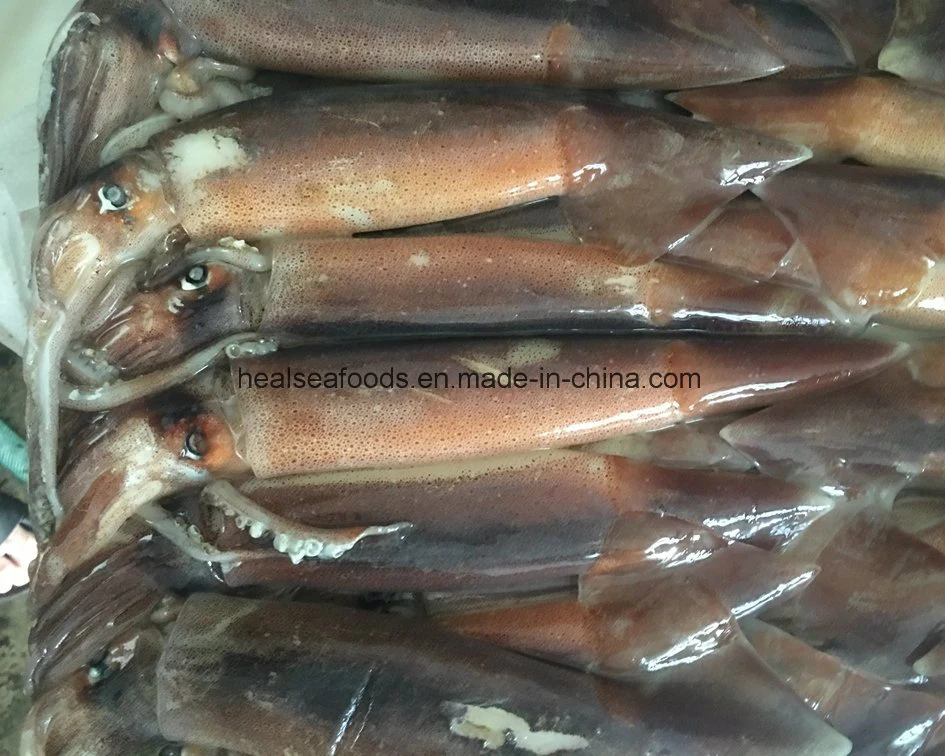 Chinese Frozen Argentine Illex Squid for Sale
