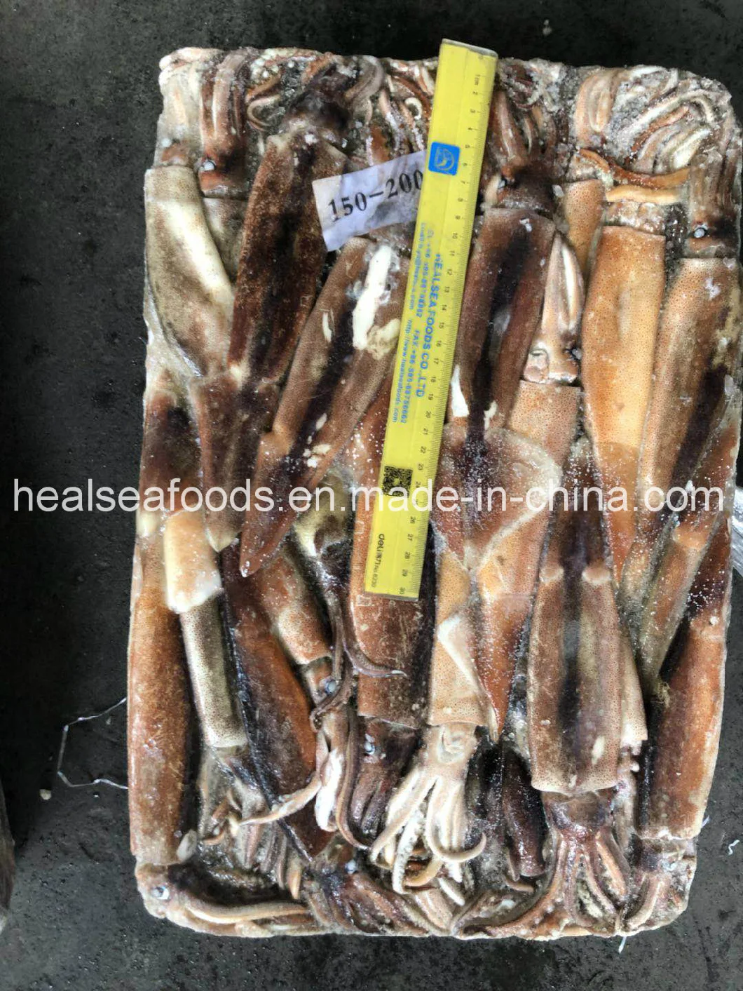 Jigger Caught Whole Round Frozen Argentina Illex Squid