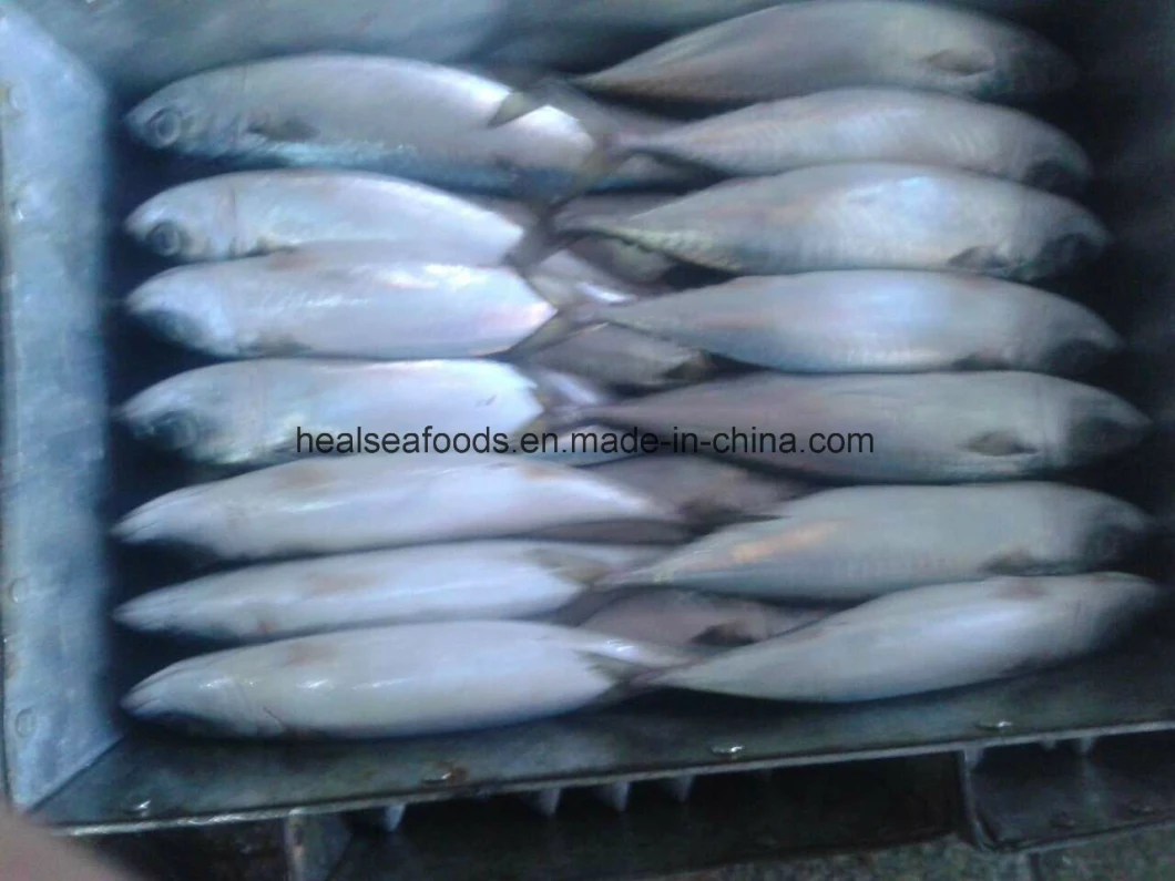 200-300 Land Frozen Pacific Mackerel Fish